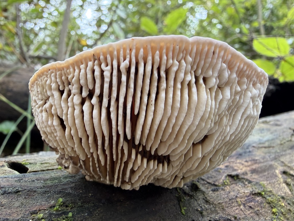 Fomitopsis quercina · March 2026 · photo: © lucian_clanet (iNaturalist, cc-by)