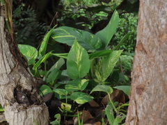 Epipremnum aureum