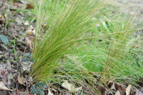 Finestem Needlegrass (Nassella tenuissima)
