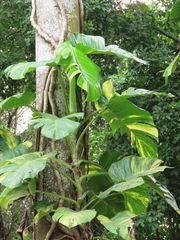 Epipremnum aureum