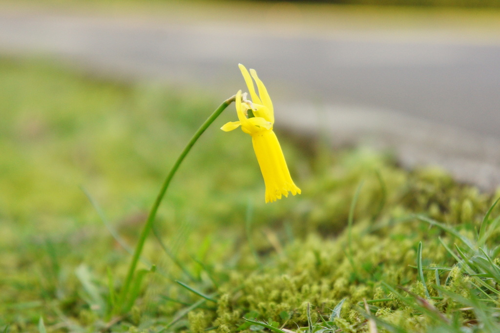 Narcissus cyclamineus; photograph (c) Alex Press, some rights reserved (CC BY)