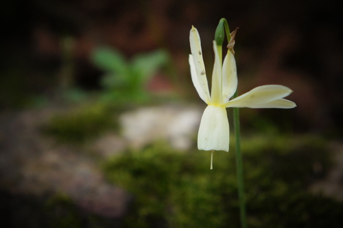 Narcissus triandrus (Narcissus triandrus)