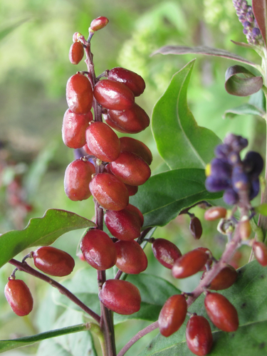 Monnina xalapensis