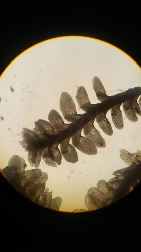 Diplophyllum taxifolium image