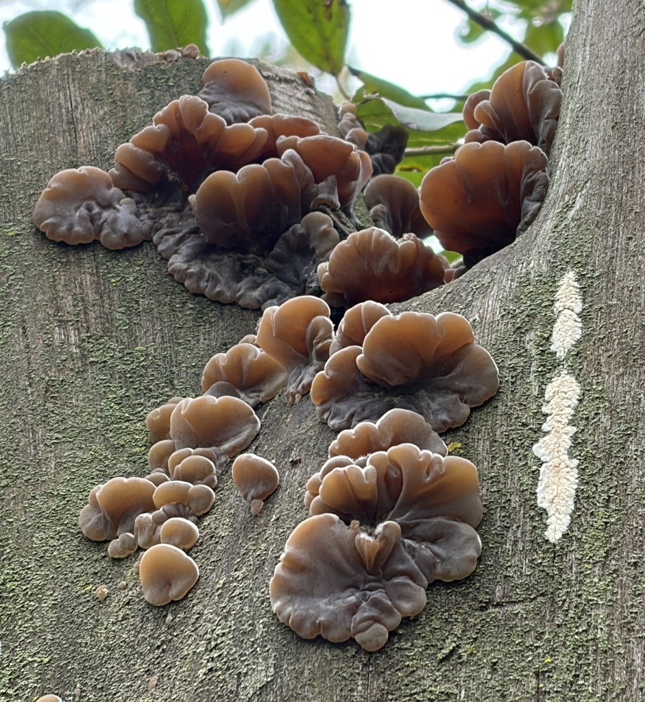 Auricularia mesenterica · March 2026 · photo: © lucian_clanet (iNaturalist, cc-by)