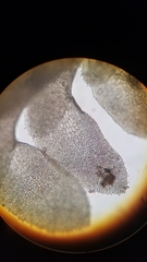 Diplophyllum taxifolium image