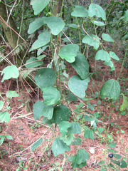 Passiflora pavonis