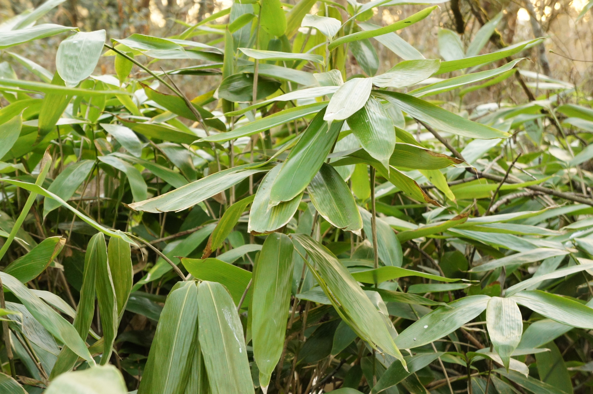 Broadleaf Bamboo (Sasa palmata)