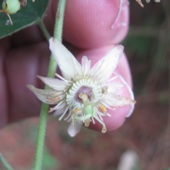 Passiflora pavonis