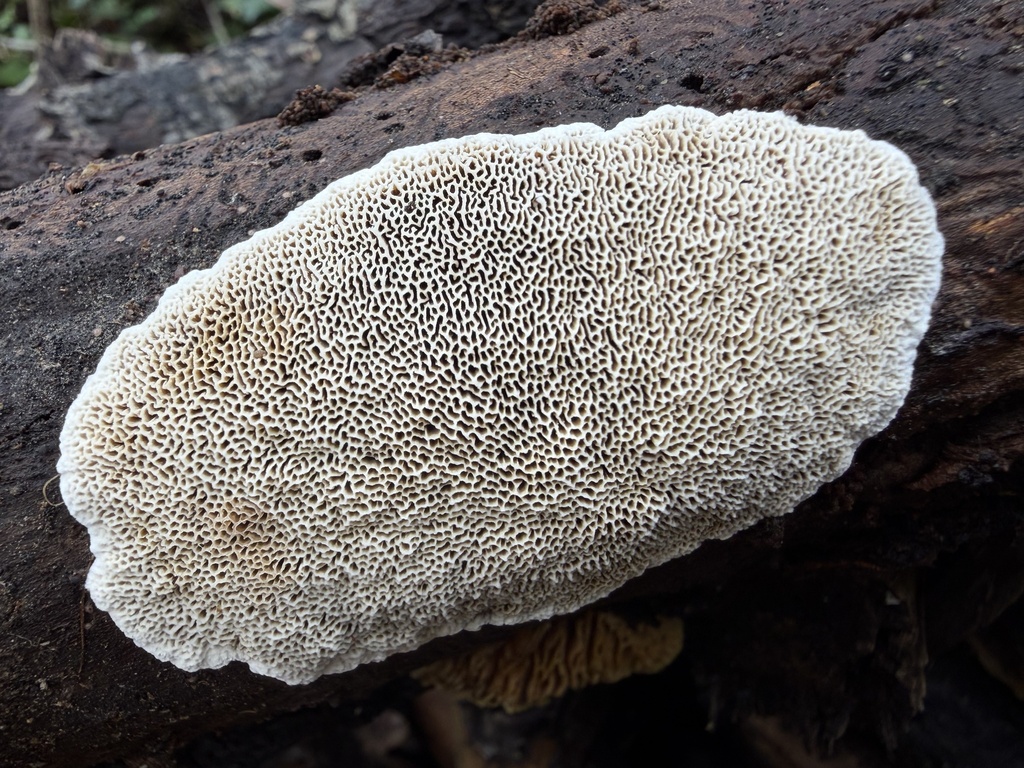Datronia mollis · March 2026 · photo: © lucian_clanet (iNaturalist, cc-by)