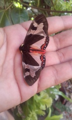 Dysschema marginalis