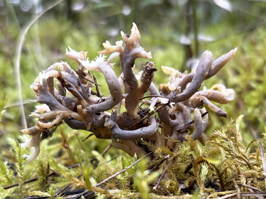 Clavulina iris occidentalis