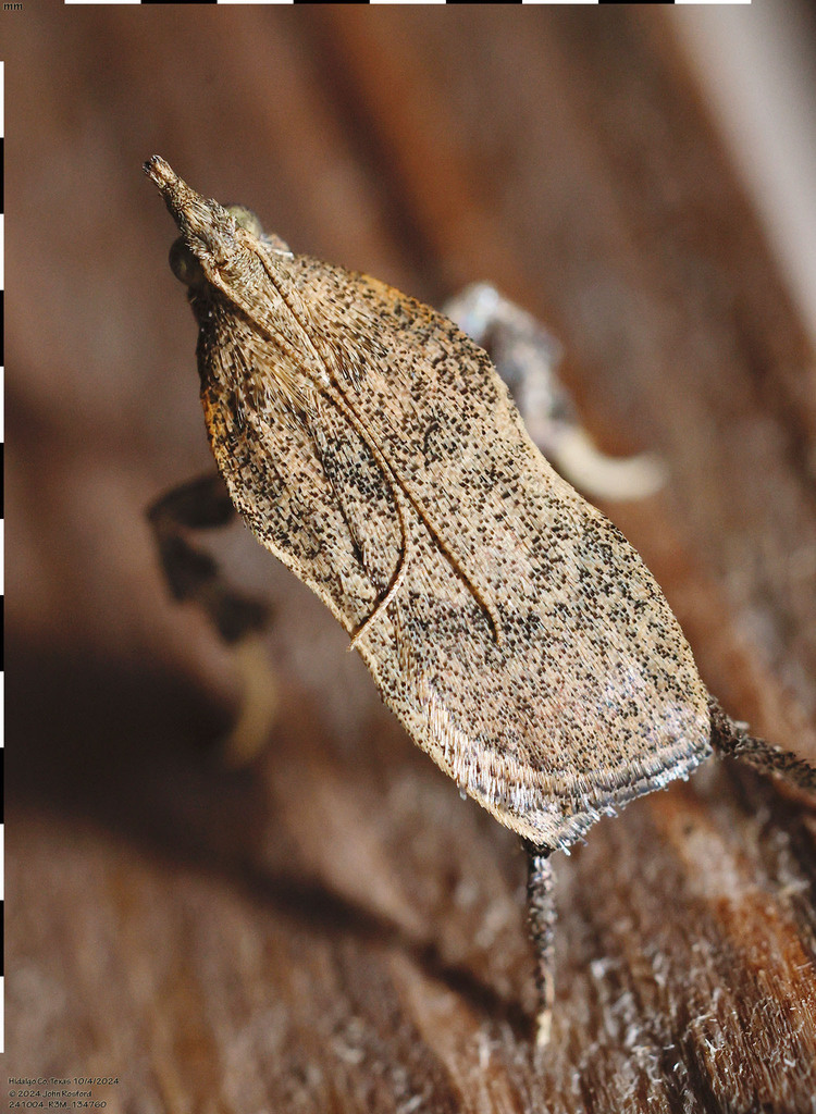 Negalasa fumalis