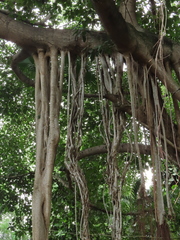Ficus