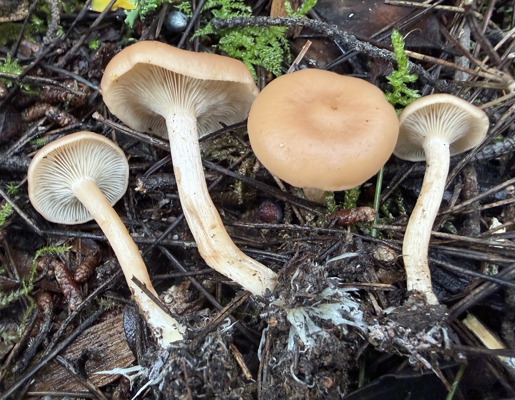 Rhizocybe vermicularis