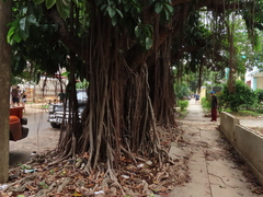 Ficus