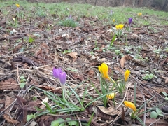 Crocus