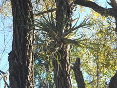 Tillandsia caput-medusae