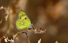 Colotis calais calais