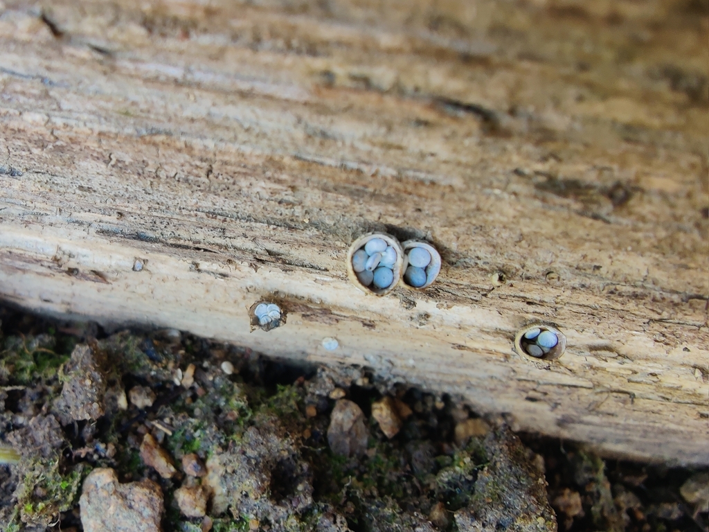 Crucibulum laeve · March 2026 · photo: © carnifex (iNaturalist, cc0)