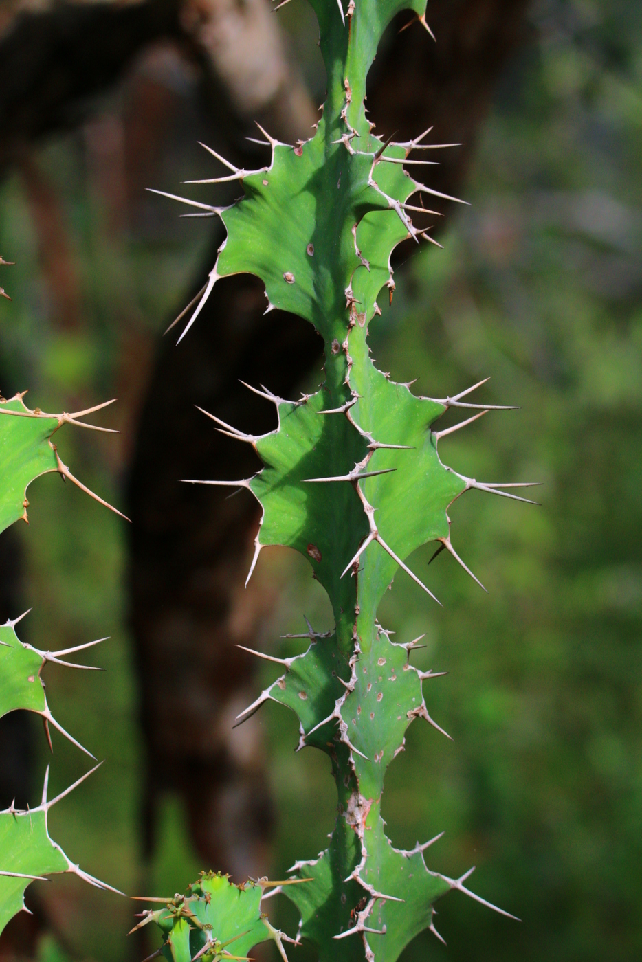 Euphorbia grandicornis