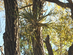 Tillandsia caput-medusae