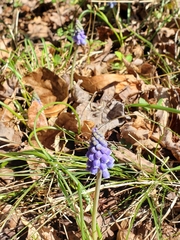 Muscari botryoides
