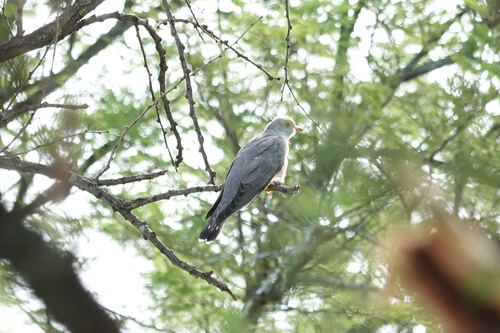 iNaturalist image