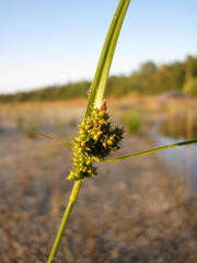 Carex viridula viridula