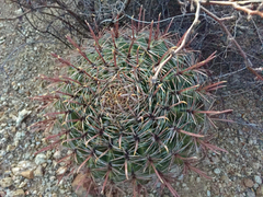 Ferocactus wislizeni