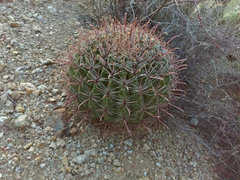 Ferocactus wislizeni