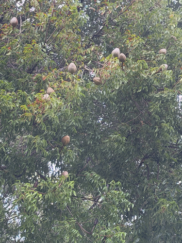 Swietenia mahagoni, 2026-03-11