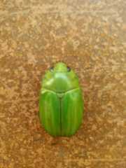 Pelidnota prasina