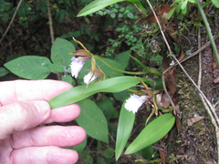 Rhynchostele stellata