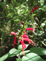 Salvia cinnabarina