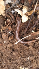 Plethodon dorsalis