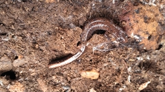 Plethodon dorsalis