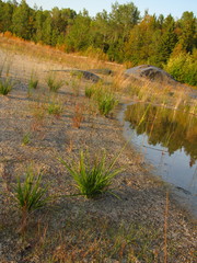 Carex viridula viridula