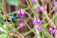 Chlorostilbon mellisugus