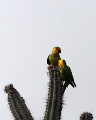 Eupsittula pertinax xanthogenia