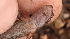 Plethodon dorsalis