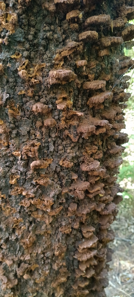 Inonotus nothofagi · March 2026 · photo: © felixcollins (iNaturalist, cc0)