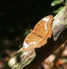 Tanaecia julii odilina
