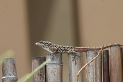 Anolis bonairensis