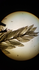Mnium hornum image