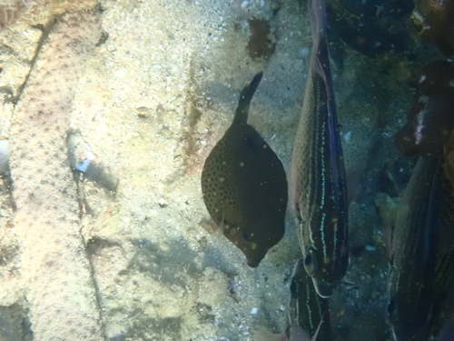 Ostracion cyanurus