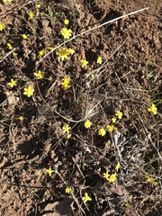 Crocidium multicaule