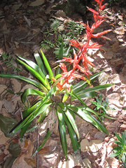 Tillandsia guatemalensis