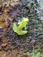 Centrolenidae