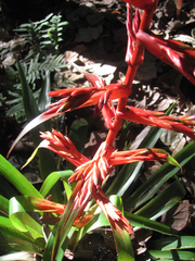 Tillandsia guatemalensis